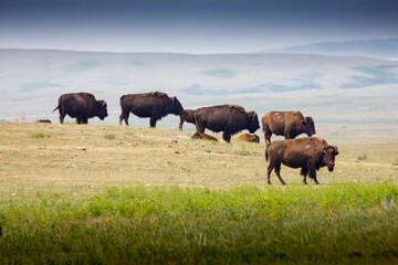 A herd of buffalo crossing a paddock in Alberta Canada
