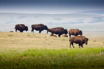 Fototapeten A herd of buffalo crossing a paddock in Alberta Canada © Ramon Cliff