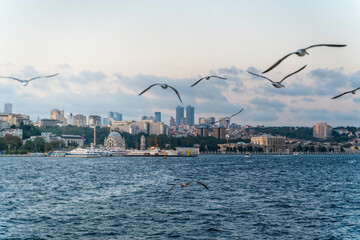 Fototapeta na wymiar seagulls flying on sky in istanbul bosphorus