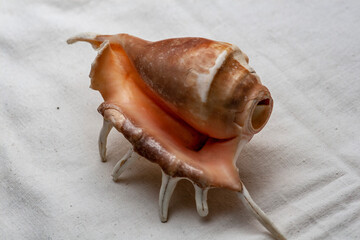 Beautiful yellow-white horned seashell on a white background