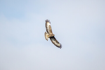 buzzard in flight