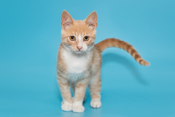 Small mongrel kitten of red color