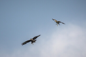 buzzard in flight