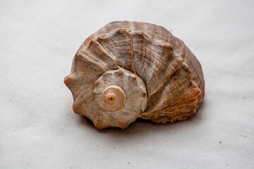 Beautiful yellow-white horned seashell on a white background