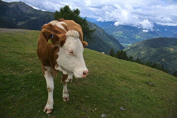 Fototapeta na wymiar cows on pasture in Goldeck hiking area