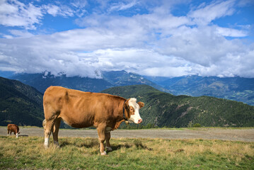 Fototapeta na wymiar cows on pasture in Goldeck hiking area