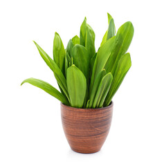 Ramson fresh leaves.