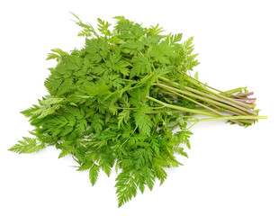 Bush of green grass.