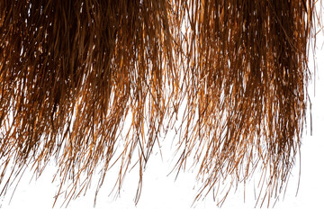 Dried Palm Tree Leaves on isolated white background