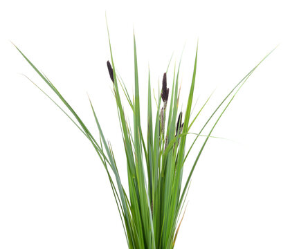 Bunch of green sedge with flower.