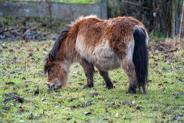 Fototapeta premium Little brown shetland pony standing in a field 