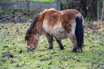 Little brown shetland pony standing in a field	