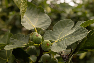 Beautiful Nature in Occitanie