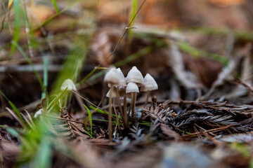 Grouping of tiny mushrooms on forest floor with Redwood needles