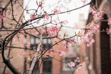 Branch of sakura tree in city on cloudy day