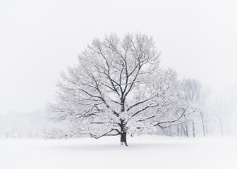 Fototapeta na wymiar Leafless tree on snowy day