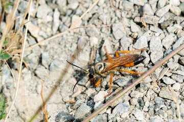 Closeup view from above of a Great Golden Digger Wasp on gravel