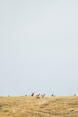 Wide angle view of a herd of Rocky Mountain Elk in Montana