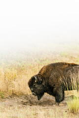 Side view of a Buffalo at the National Bison Range in Montana