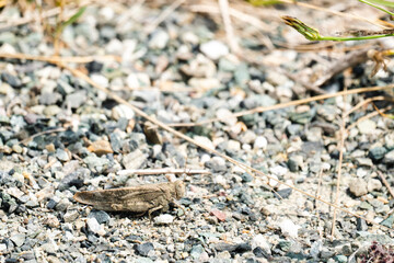 Wide view of a Carolina Locust grasshopper on gravel