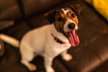 dog breed jack-russell sits on a sofa with a tongue tucked out
