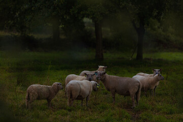 Beautiful Nature in Occitanie