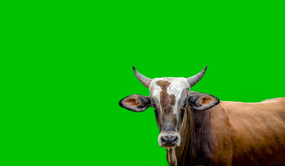 Isolated ox looking forward on green background.