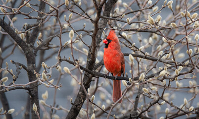 Red cardinal bird perched on tree covered in flower buds in spring.