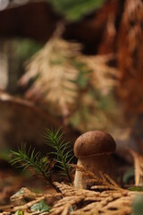 Obraz premium pine cone in the forest and boletus