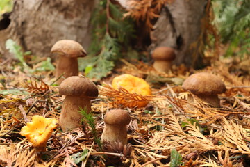 mushrooms in the forest