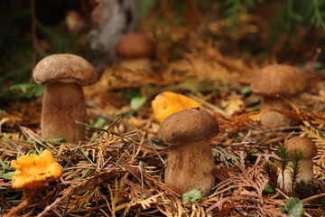 mushrooms in the forest