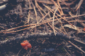Close up of tiny gyromitra mushroom.