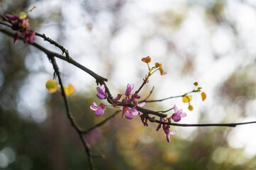 Spring is outside. Blooming cercis. first flowering trees.