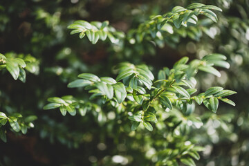 Myrtle plant, Myrtus communis background, used in aromatherapy