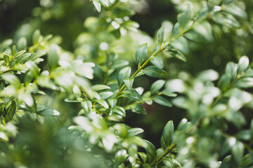 Fototapeta na wymiar Myrtle plant, Myrtus communis background, used in aromatherapy
