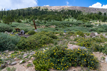 Walking path filled with yellow wildflowers in the Mount Goliath Natural Area of Mt. Evans Scenic...