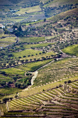 Fototapeta na wymiar Terraced vineyards and landscape of the Douro Valley, Portugal