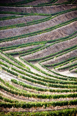 Terraced vineyards and landscape of the Douro Valley, Portugal