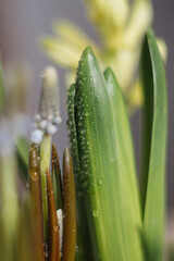 Water drops and muscari sheet