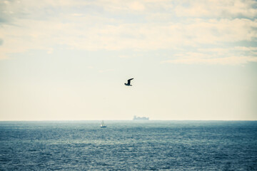 Fototapeta na wymiar Landscape of the sea: a seagull flying in the sky, ships in the sea