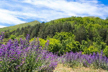 Campo di piante di genziana in Abruzzo