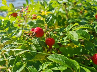 Rosehip bush. Rosehip fruits close-up. Natural fresh rose hips.