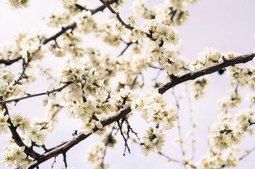 Obraz premium White lush flowering branch of a flowering apricot on a pale blue