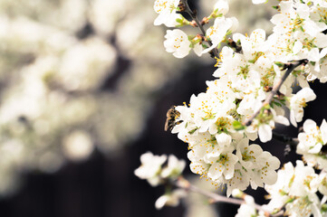 A bee on white cherry blossoms on dark background