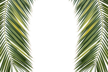 two tropical green palm leaves isolated on white background