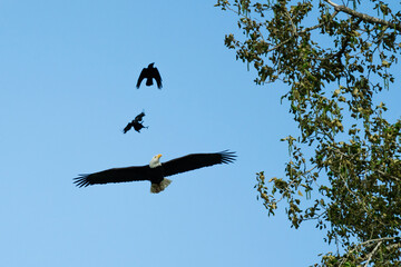 View from below of two Crows harassing a Bald Eagle
