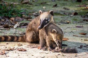 Couple of mother racoon with pup on Tijuca Park rainforest ground