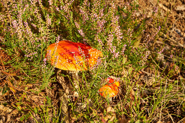 Amanita muscaria, fly agaric, fly amanita, toadstool,mushroom in the forest
