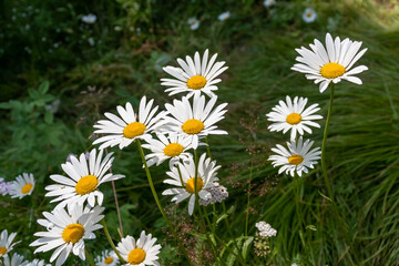 Fototapeta premium chamomile flowers close-up