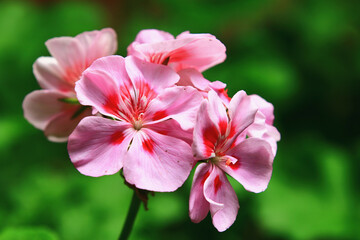 beautiful view of blooming Fish Geranium(Zonal Geranium,House Geranium,Horseshoe Geranium) flowers,close-up of pink with red flowers blooming in the garden 
